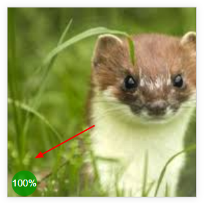 stoat 100%.png